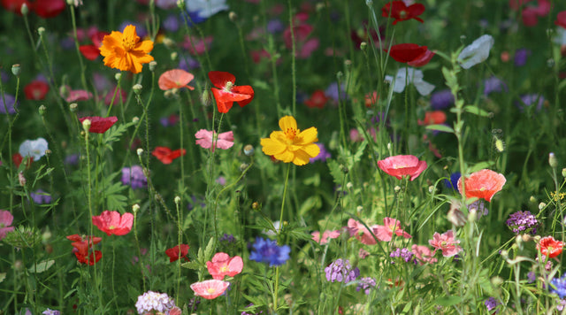 Wildflowers in meadow