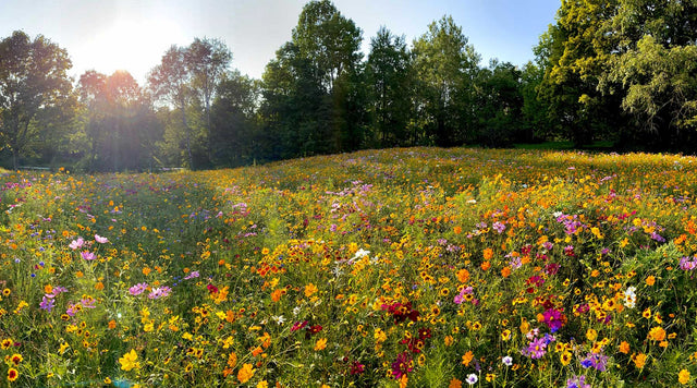 a Panormic view of Natalie and Jonathan's wildflower meadow