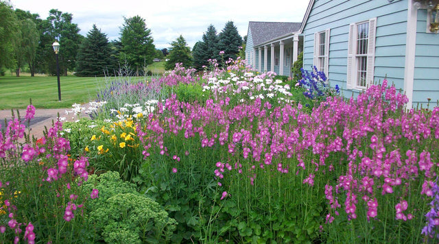 perennial garden in front of home