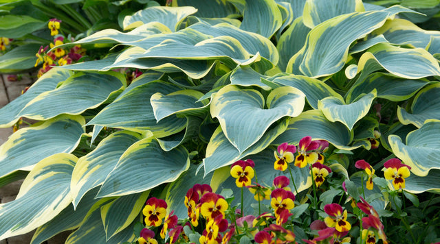 Hosta First Frost with Johnny Jump Ups