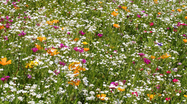 Low Grow Lawn