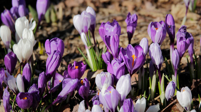 Crocus in garden