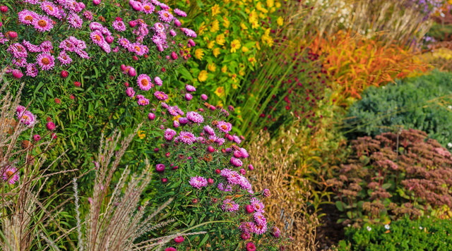Aster, Ornamental Grass and Sedum blooming