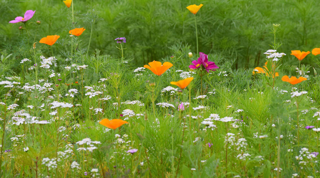 Beneficial Bug Mix wildflower meadow