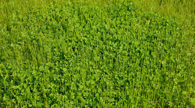 Clover lawn