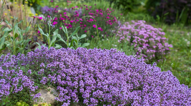 Creeping Thyme in garden