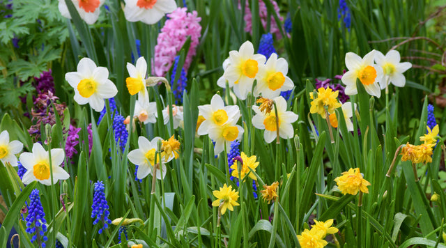 daffodil garden