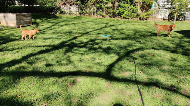Dogs on microclover lawn 