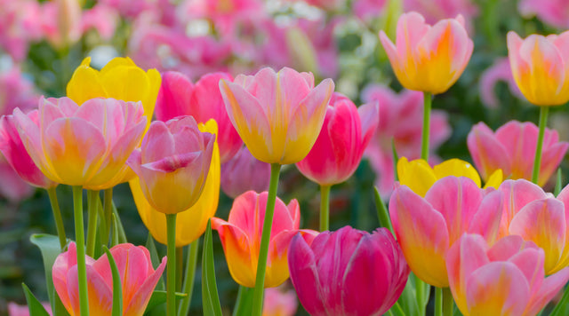 Pink tulip blooms