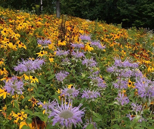 Comparison Chart: Regional Wildflower Seed Mixes