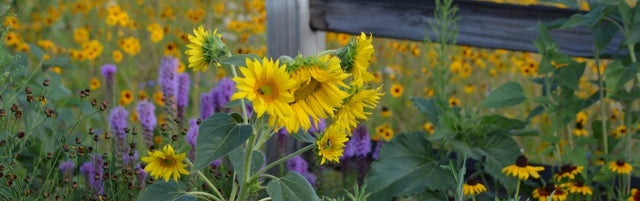 FAQs About Growing Wildflowers In Summer
