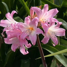 Unique Spring-Planted Bulbs