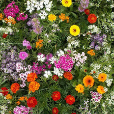 Fragrant Wildflower Seeds