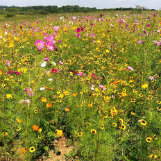 Midwest Wildflower Seeds