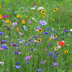 Easy To Grow Wildflower Seeds