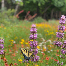 Native Wildflower Seeds