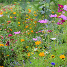 Northeast Wildflower Seeds