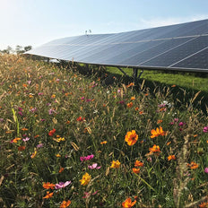 Commercial Wildflower Seeds