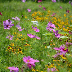Southwest Wildflower Seeds