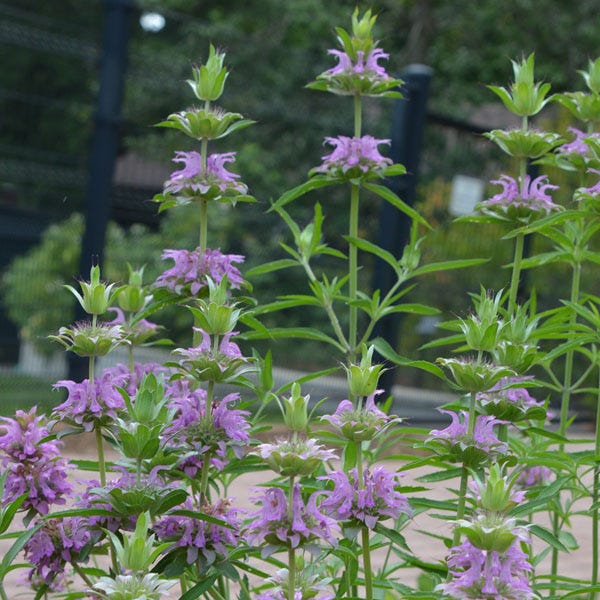 Lemon Mint Seeds