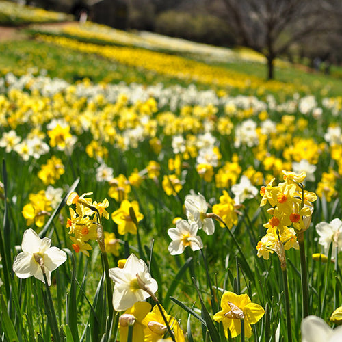 Field of yellow and white daffodils in a garden setting