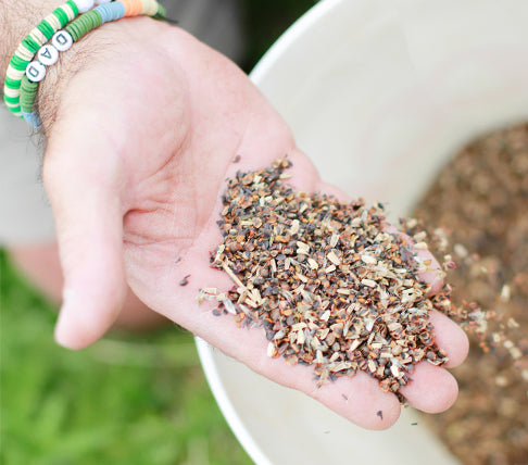 Hand holding seeds with a blurred background of bucket filled with seeds