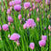Allium schoenoprasum