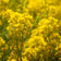 Aurinia saxatilis