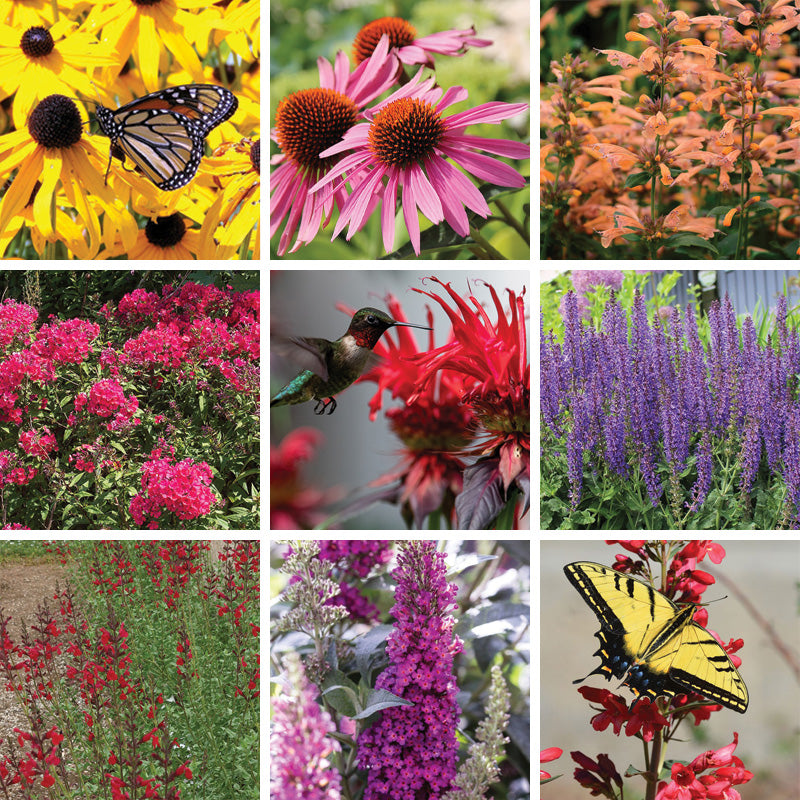 Butterfly &amp; Hummingbird Pre-Planned Garden