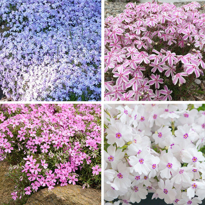 Carefree Creeping Phlox Collection