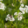 Coriandrum sativum