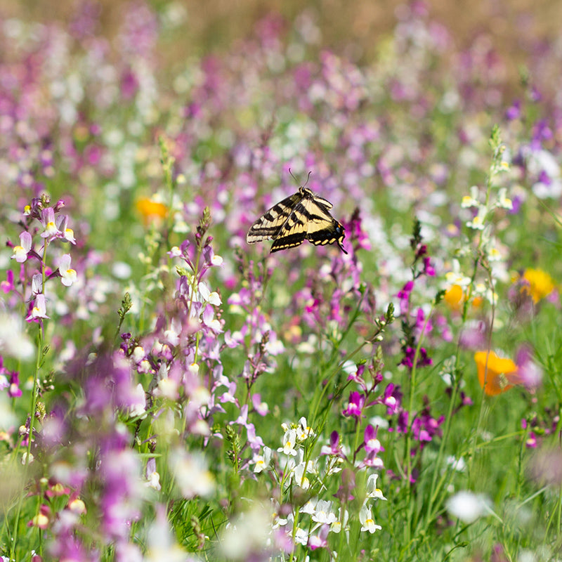 Fall Maximum Wildflower Seed Mix, customer photo