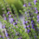 Hyssopus officinalis