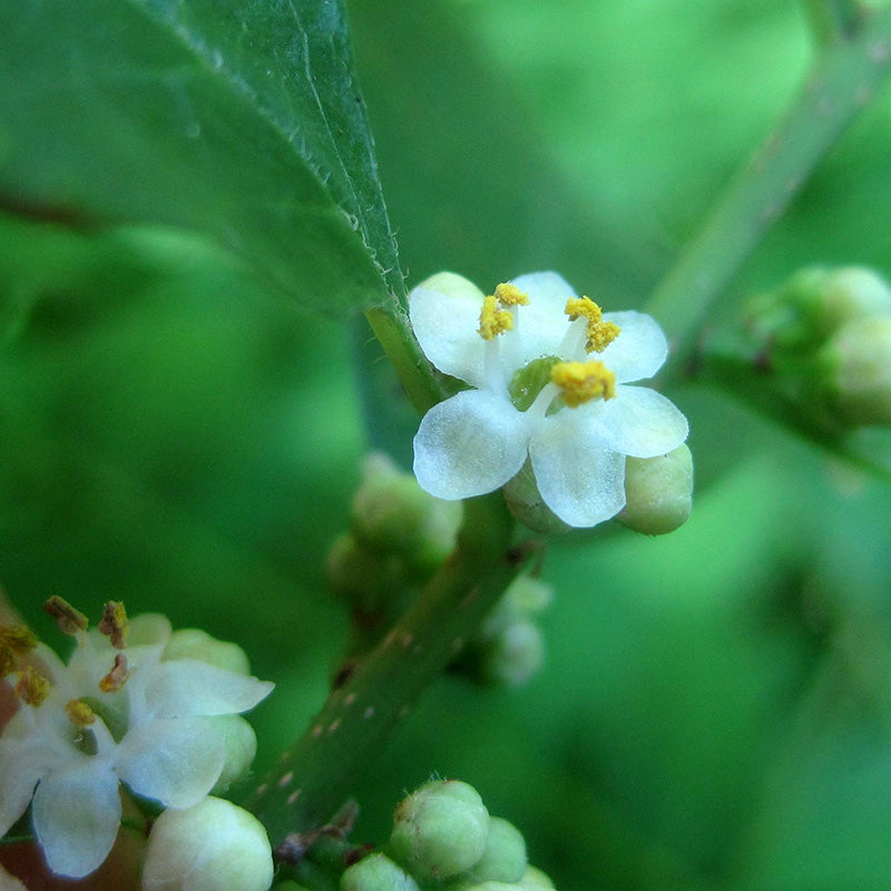 Ilex verticillata similar to 'Apollo', photo courtesy of https://www.insectimages.org/, https://creativecommons.org/licenses/by/3.0/us/