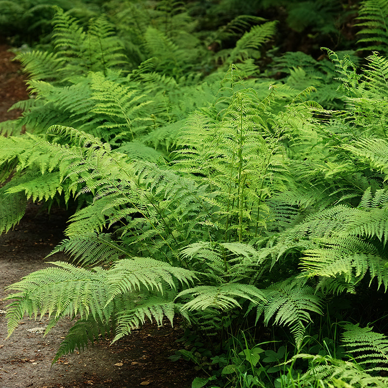 Athyrium filix-femina