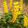 Lupinus microcarpus var. densiflorus