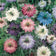 Nigella damascena Persian Jewels Mix