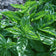 Ocimum basilicum