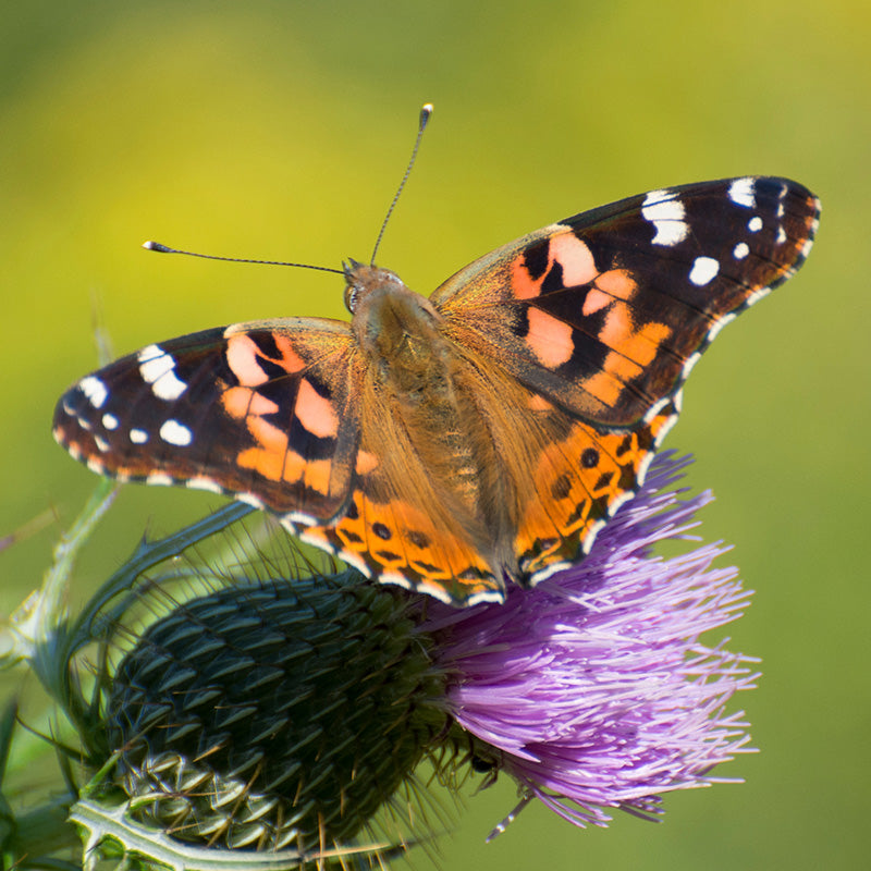 Painted Lady Butterfly Essentials Native Seed Packet Set