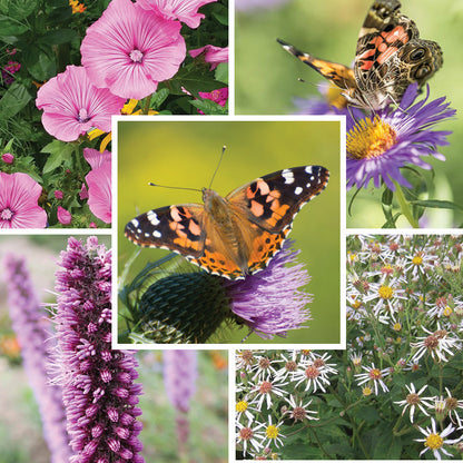 Painted Lady Butterfly Essentials Native Seed Packet Set
