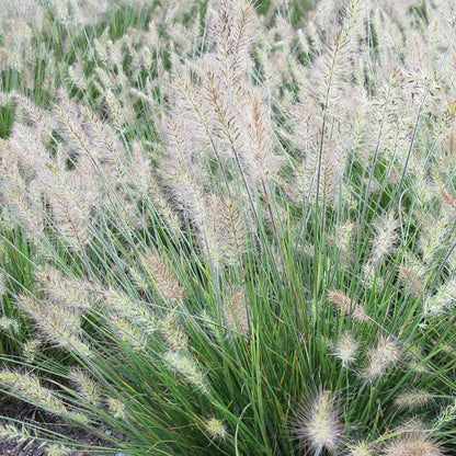 Little Bunny Mini Fountain Grass, Photo courtesy Hoffman Nursery