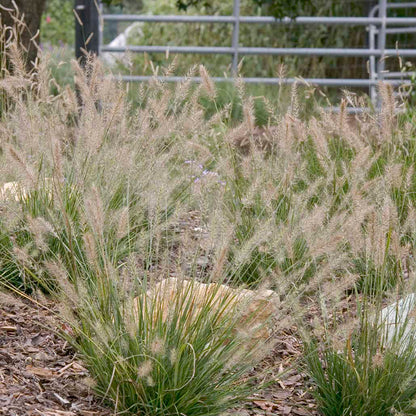 Little Bunny Mini Fountain Grass, Photo courtesy Hoffman Nursery