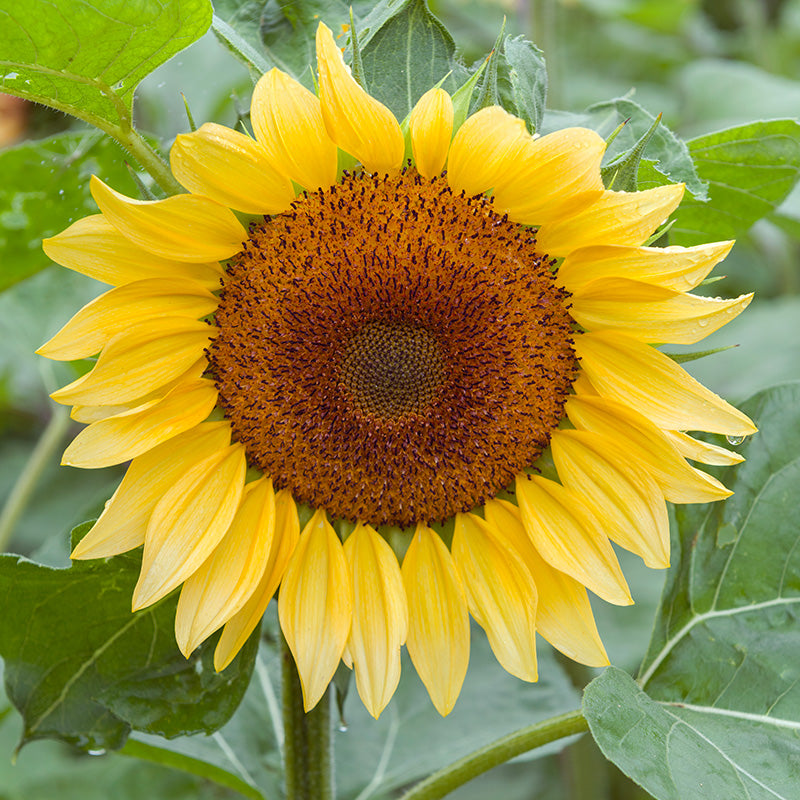 ProCut® Peach Sunflower Seeds
