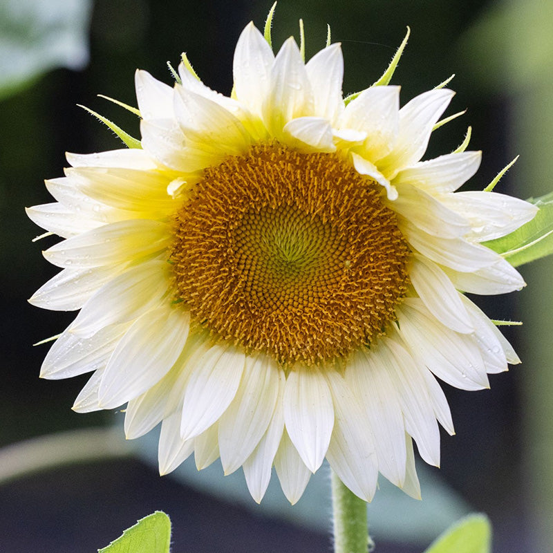 ProCut® White Lite Sunflower Seeds