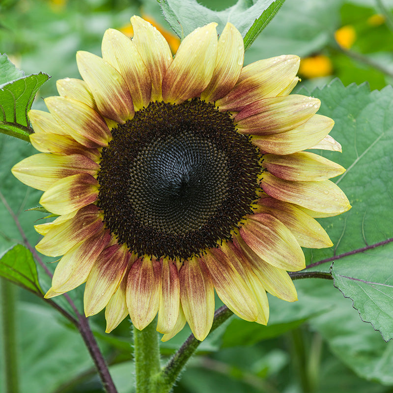 ProCut® Lemon Red Sunflower Seeds