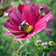Rubenza Cosmos Seeds