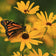 Rudbeckia subtomentosa