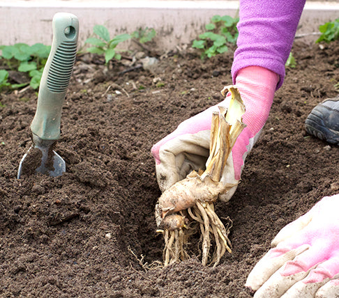Person wearing gardening gloves holding a plant with a garden tool in the background