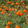 Tagetes patula 'Nematode Control'