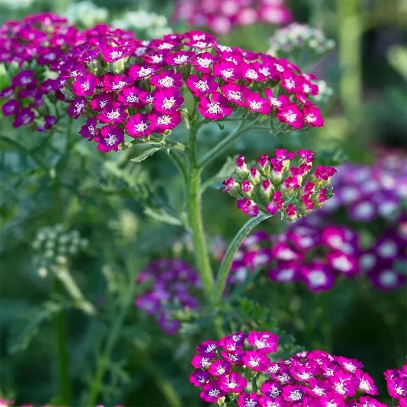 New Vintage™ Violet Yarrow
